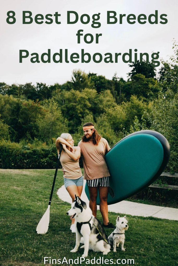 best paddleboards for dogs