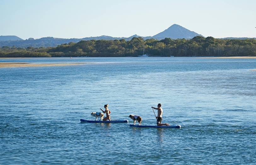 best dog breeds for paddleboarding